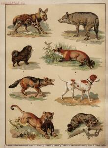 Царство животных в картинах: 250 изображений для нагляд. обучения 1903 год - 803ba5fe6f4e.jpg