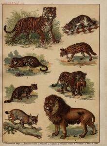 Царство животных в картинах: 250 изображений для нагляд. обучения 1903 год - 842cf41439d8.jpg