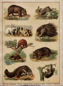 Царство животных в картинах: 250 изображений для нагляд. обучения 1903 год - 50640f254cbd.jpg