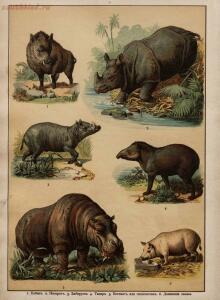 Царство животных в картинах: 250 изображений для нагляд. обучения 1903 год - 4e29020c17bd.jpg