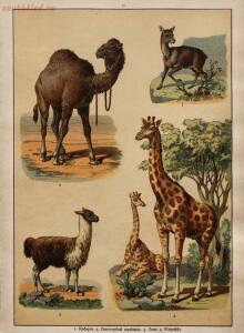 Царство животных в картинах: 250 изображений для нагляд. обучения 1903 год - eefa5f7be00f.jpg