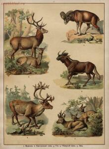 Царство животных в картинах: 250 изображений для нагляд. обучения 1903 год - 6eb3fb5d6bee.jpg
