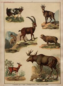 Царство животных в картинах: 250 изображений для нагляд. обучения 1903 год - b8d3825f0eb3.jpg