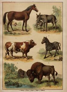 Царство животных в картинах: 250 изображений для нагляд. обучения 1903 год - f51a51879e63.jpg