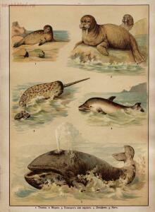 Царство животных в картинах: 250 изображений для нагляд. обучения 1903 год - df4a618128e0.jpg