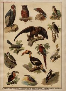 Царство животных в картинах: 250 изображений для нагляд. обучения 1903 год - 68dbec140805.jpg