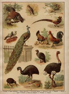 Царство животных в картинах: 250 изображений для нагляд. обучения 1903 год - d92c2e5b68e2.jpg