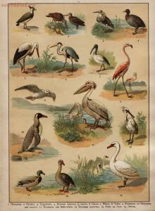 Царство животных в картинах: 250 изображений для нагляд. обучения 1903 год - bca63e8c51f0.jpg