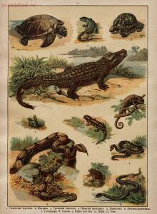 Царство животных в картинах: 250 изображений для нагляд. обучения 1903 год - 87fddcdf9337.jpg
