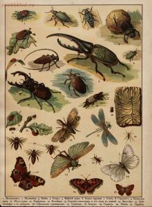 Царство животных в картинах: 250 изображений для нагляд. обучения 1903 год - 58584218c24d.jpg