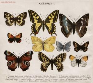 Царство бабочек 1913 год - 2aa667b6352d.jpg