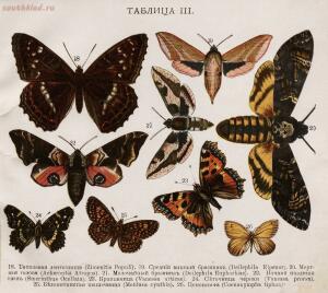 Царство бабочек 1913 год - da5d8240cf15.jpg