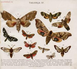 Царство бабочек 1913 год - da8d8f4112c0.jpg