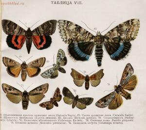 Царство бабочек 1913 год - f5b6c396b368.jpg