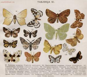 Царство бабочек 1913 год - d9688ee375f2.jpg