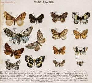 Царство бабочек 1913 год - d06d3e130ef9.jpg