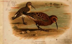 Альбом природы птиц 1900-е. годы - 01008333444_005.jpg
