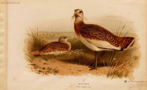 Альбом природы птиц 1900-е. годы - 01008333444_011.jpg