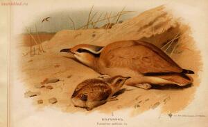 Альбом природы птиц 1900-е. годы - 01008333444_021.jpg