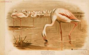 Альбом природы птиц 1900-е. годы - 01008333444_023.jpg