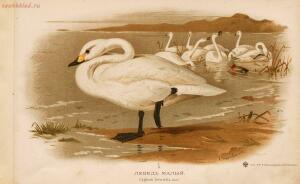 Альбом природы птиц 1900-е. годы - 01008333444_027.jpg