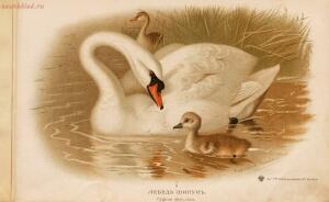 Альбом природы птиц 1900-е. годы - 01008333444_029.jpg