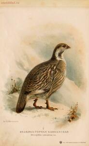 Альбом природы птиц 1900-е. годы - 01008333444_031.jpg