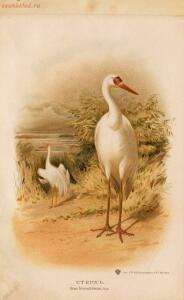 Альбом природы птиц 1900-е. годы - 01008333444_033.jpg