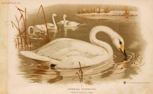Альбом природы птиц 1900-е. годы - 01008333444_035.jpg