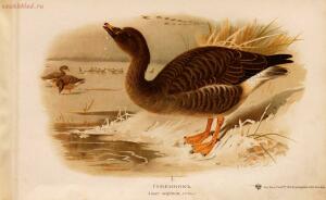 Альбом природы птиц 1900-е. годы - 01008333444_041.jpg