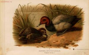 Альбом природы птиц 1900-е. годы - 01008333444_043.jpg