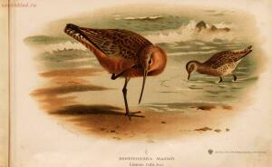 Альбом природы птиц 1900-е. годы - 01008333444_045.jpg