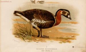 Альбом природы птиц 1900-е. годы - 01008333444_047.jpg