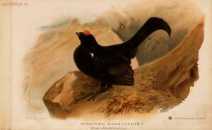 Альбом природы птиц 1900-е. годы - 01008333444_049.jpg