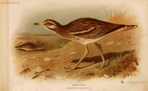 Альбом природы птиц 1900-е. годы - 01008333444_051.jpg