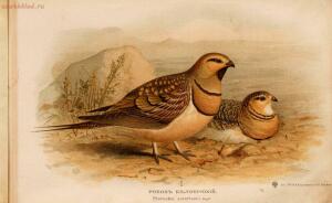 Альбом природы птиц 1900-е. годы - 01008333444_053.jpg