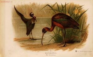 Альбом природы птиц 1900-е. годы - 01008333444_055.jpg