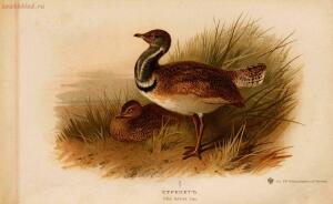 Альбом природы птиц 1900-е. годы - 01008333444_057.jpg