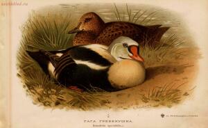 Альбом природы птиц 1900-е. годы - 01008333444_059.jpg