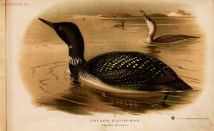 Альбом природы птиц 1900-е. годы - 01008333444_061.jpg