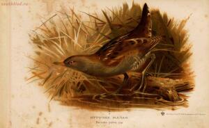 Альбом природы птиц 1900-е. годы - 01008333444_065.jpg