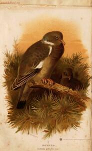 Альбом природы птиц 1900-е. годы - 01008333444_069.jpg