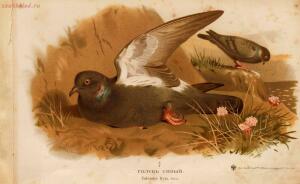 Альбом природы птиц 1900-е. годы - 01008333444_071.jpg
