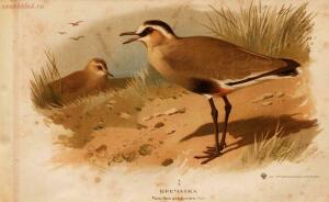 Альбом природы птиц 1900-е. годы - 01008333444_073.jpg