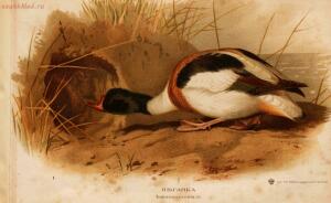 Альбом природы птиц 1900-е. годы - 01008333444_075.jpg