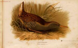 Альбом природы птиц 1900-е. годы - 01008333444_077.jpg