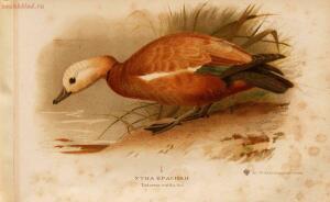 Альбом природы птиц 1900-е. годы - 01008333444_079.jpg