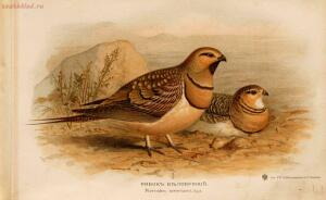 Альбом природы птиц 1900-е. годы - 01008333444_083.jpg