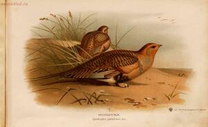 Альбом природы птиц 1900-е. годы - 01008333444_085.jpg