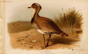 Альбом природы птиц 1900-е. годы - 01008333444_087.jpg